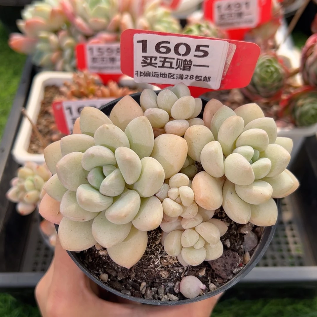 表妹精品多肉1605.