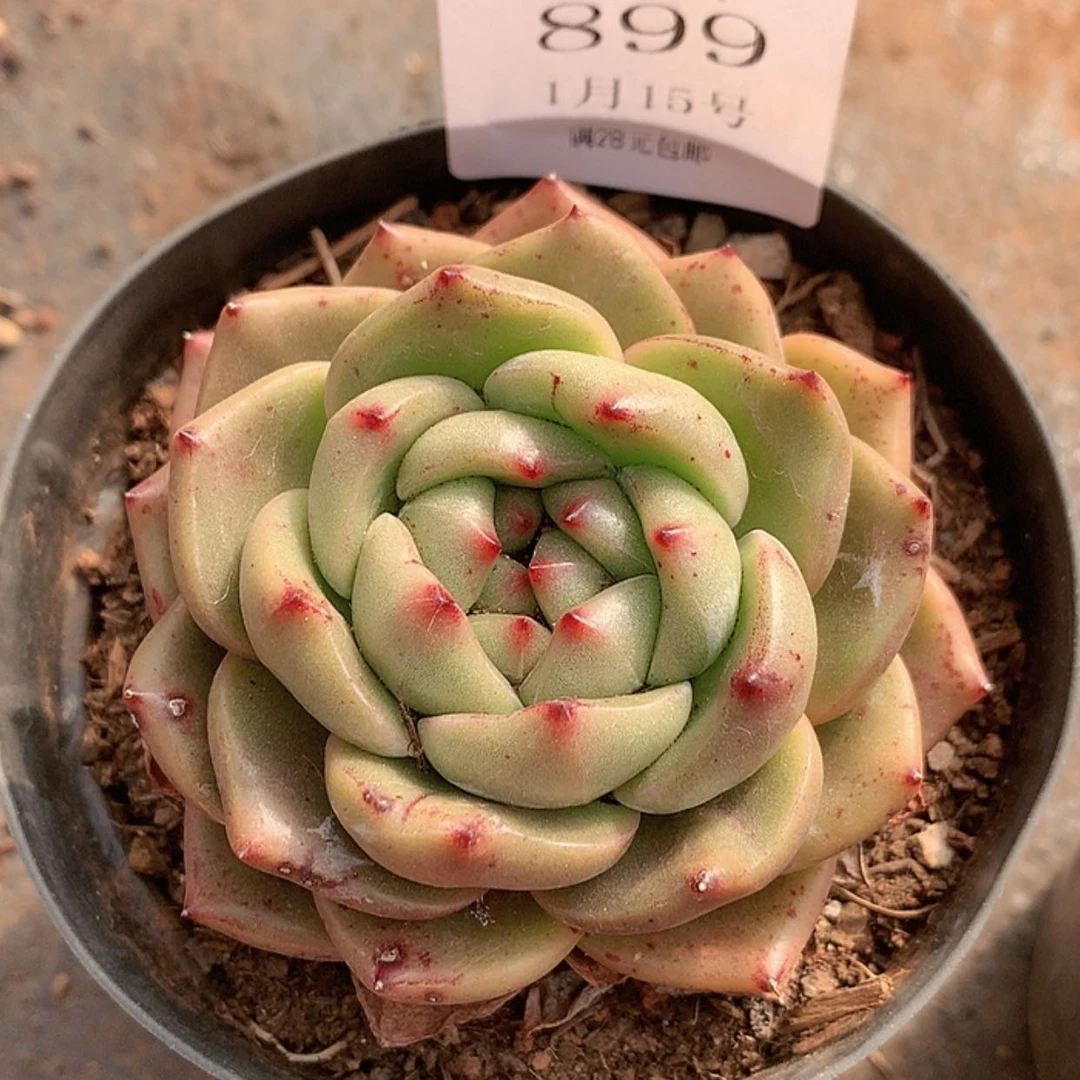 【闪购商品】云899