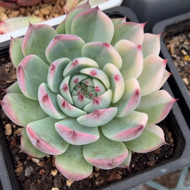 吉娃娃锦一物一拍锦龙