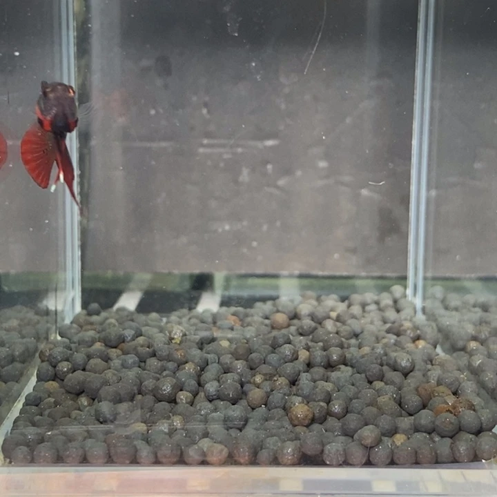 斗鱼泰国斗鱼476号