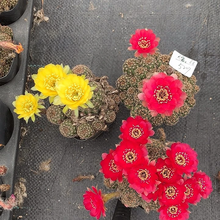 天雷实生丽花带盆土发货