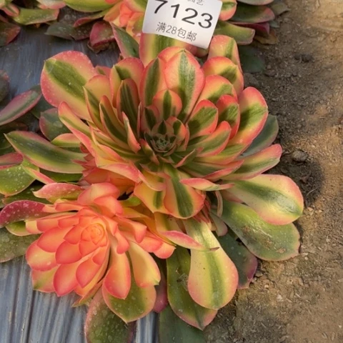 香妃多肉多肉7123