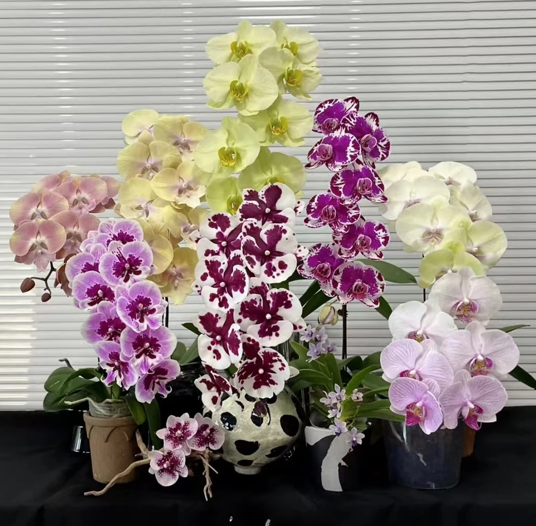 蝴蝶兰【开花株】随机品种带花发货 室内花花 无售后 介意勿拍
