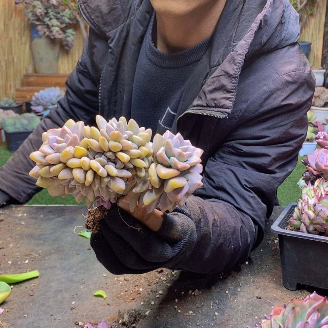 隔**庄H271号淡雪缀多肉