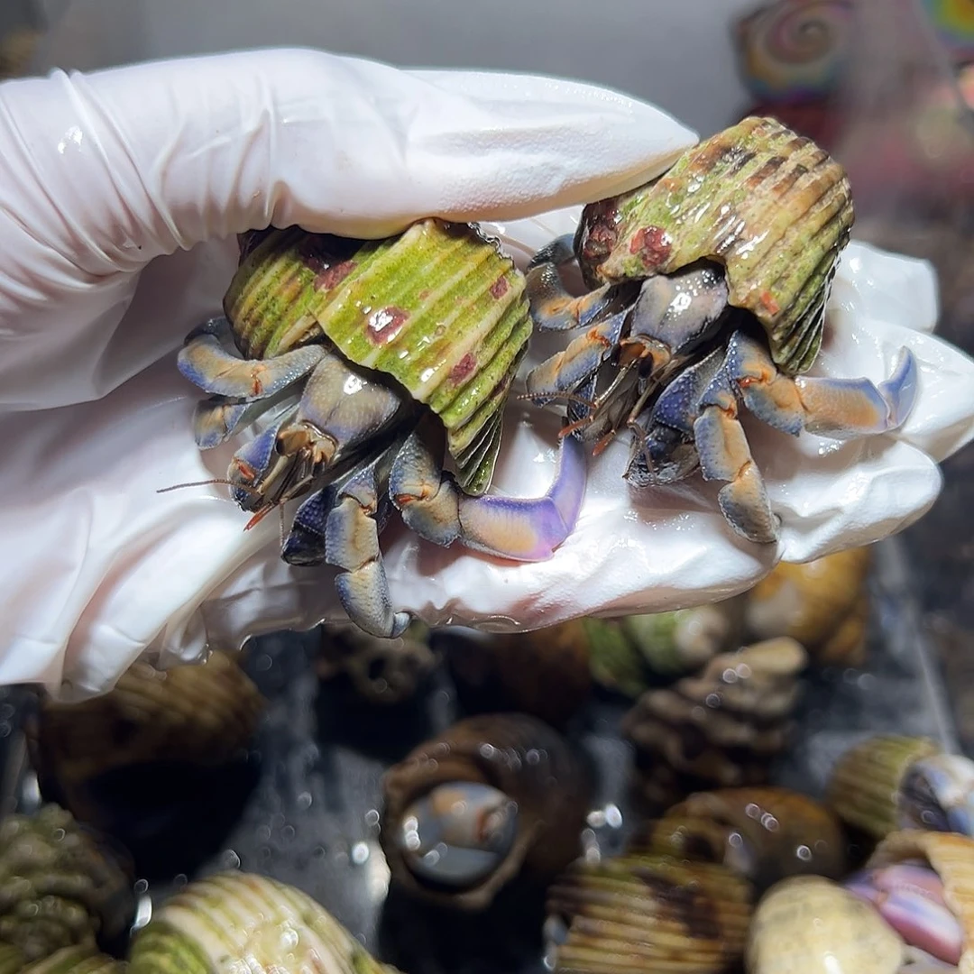 福利组合紫陆两只