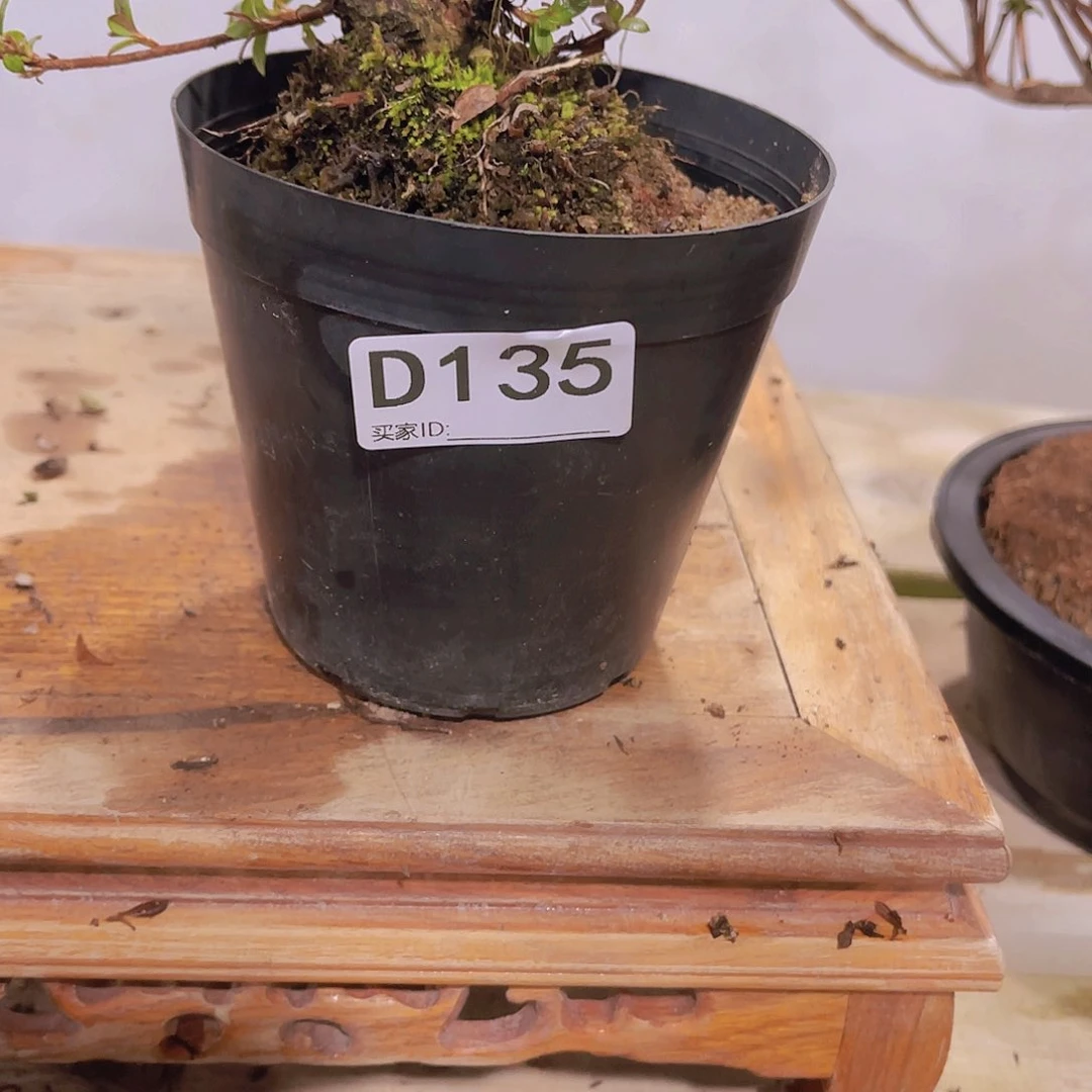 红陶直播时间一直一直