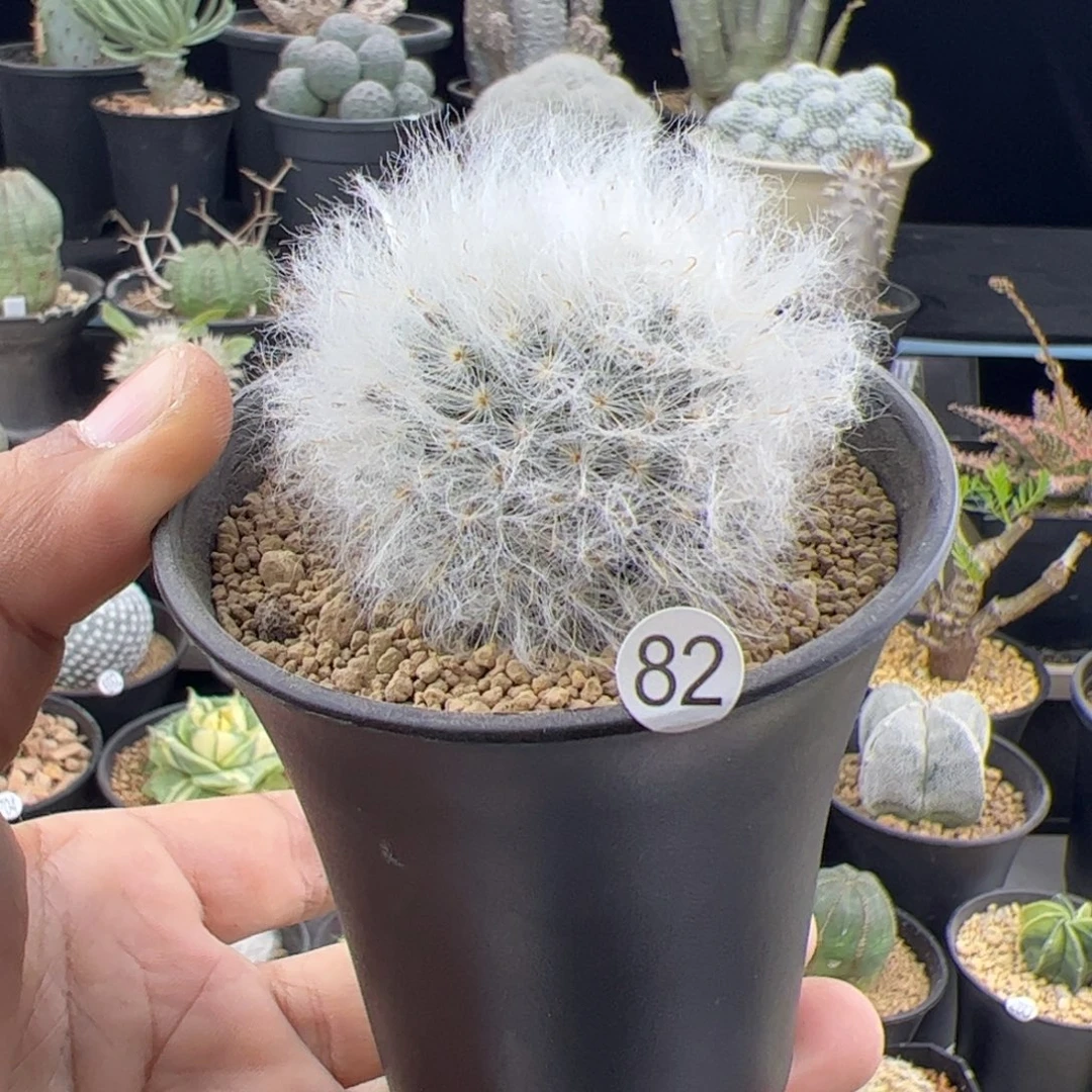 白云高沙一物一拍82