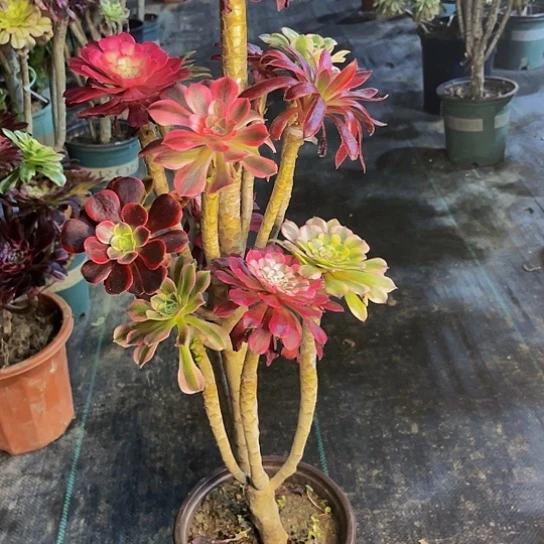 嫁接法师的方法93333