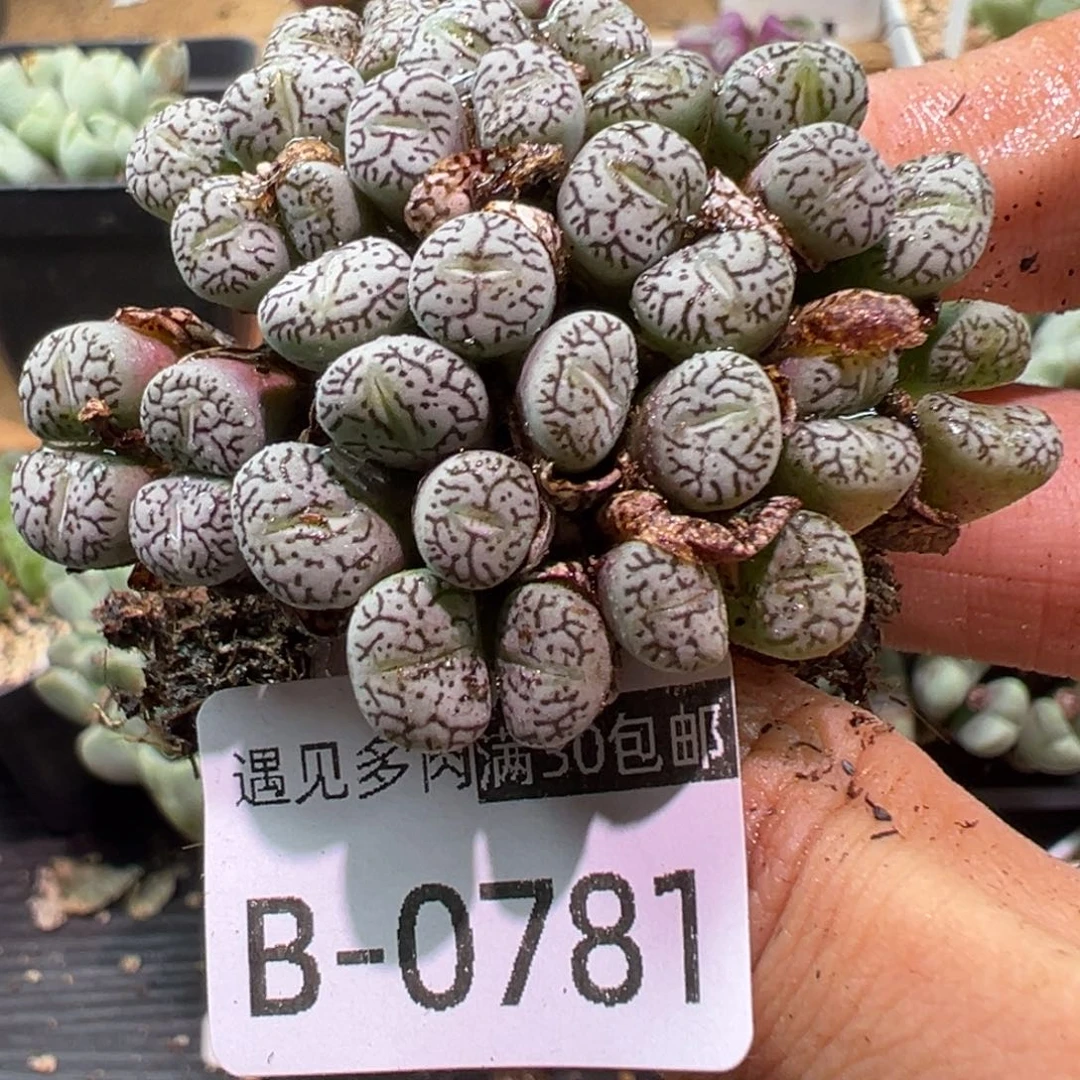多肉植物1111111111111