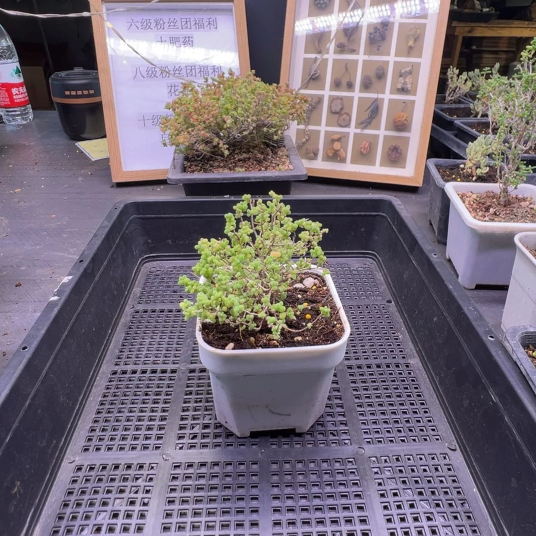 枝干番杏多肉植物635