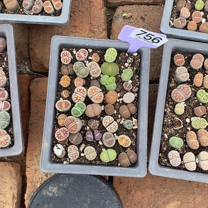 墨*生石花小苗756