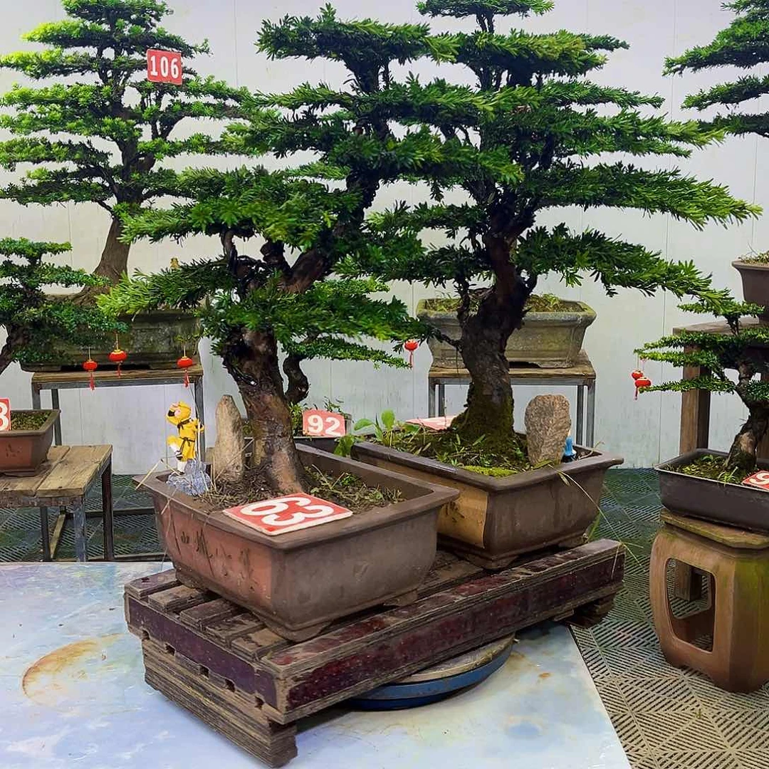 无花朵罗汉松盆景艺术作品