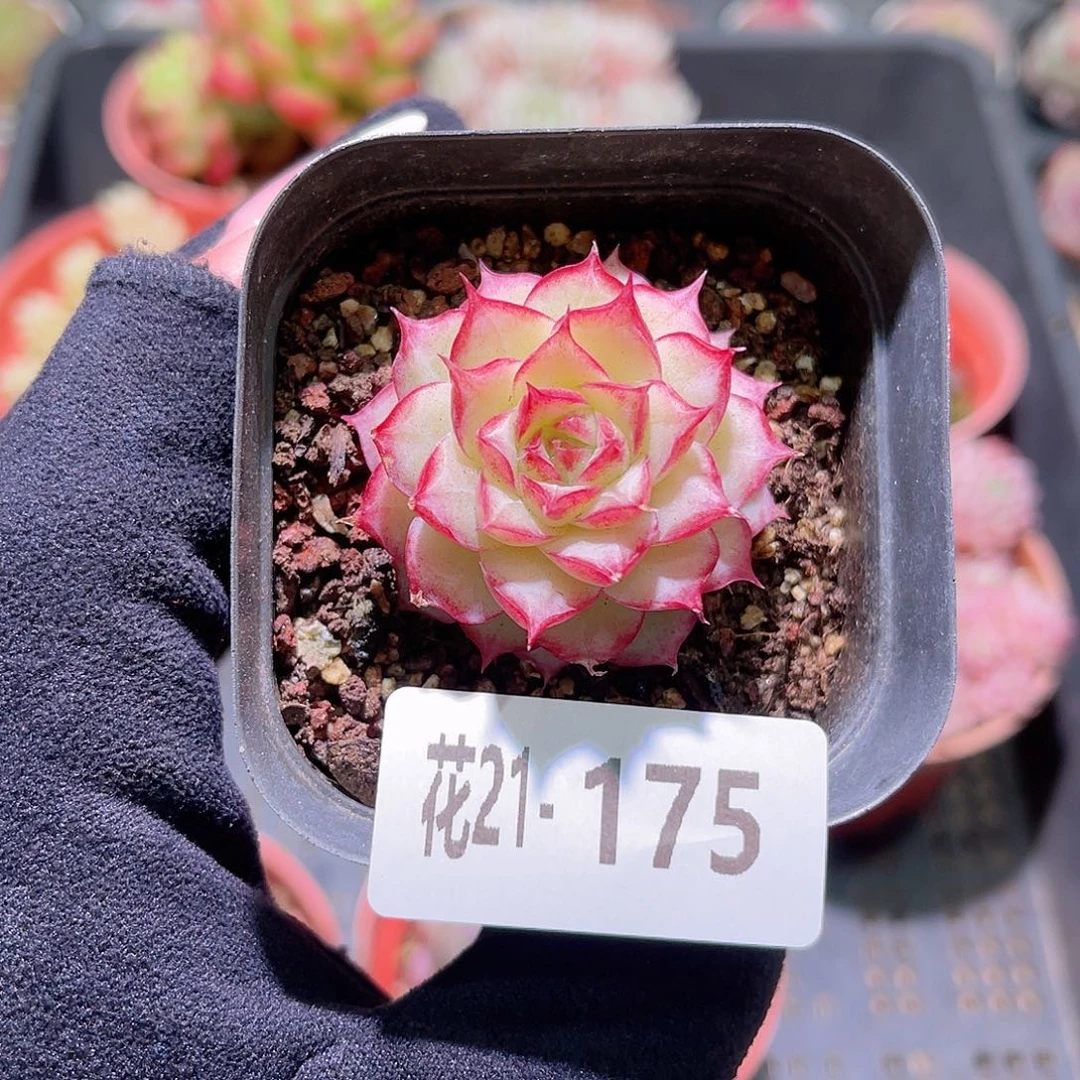 花利美21-175女王玫瑰