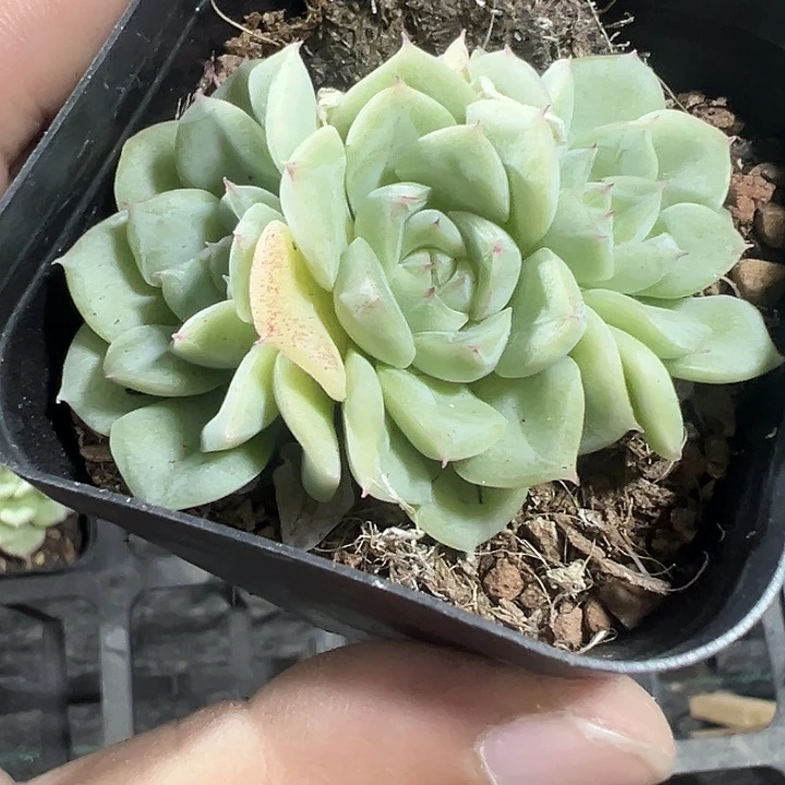 侧影精品多肉植物大战