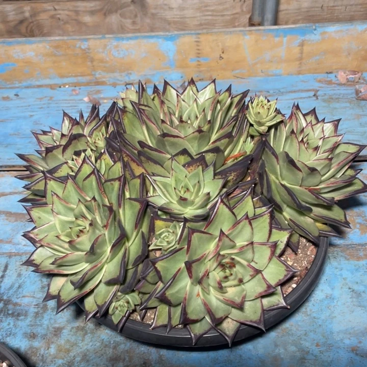 乌木一物一拍多肉植物