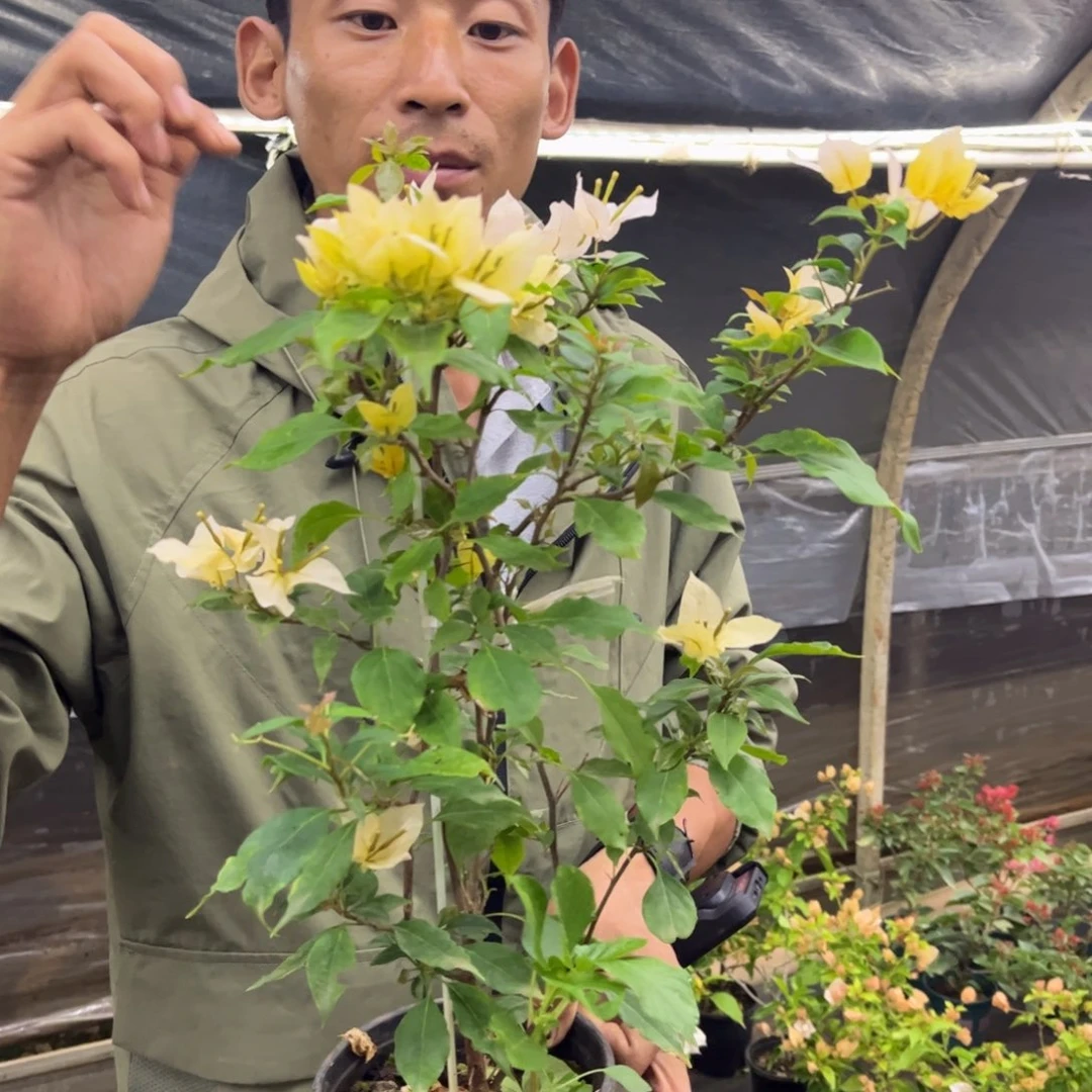 完全开放（月朦胧）三角梅会落花落叶会光杆苗有大有小
