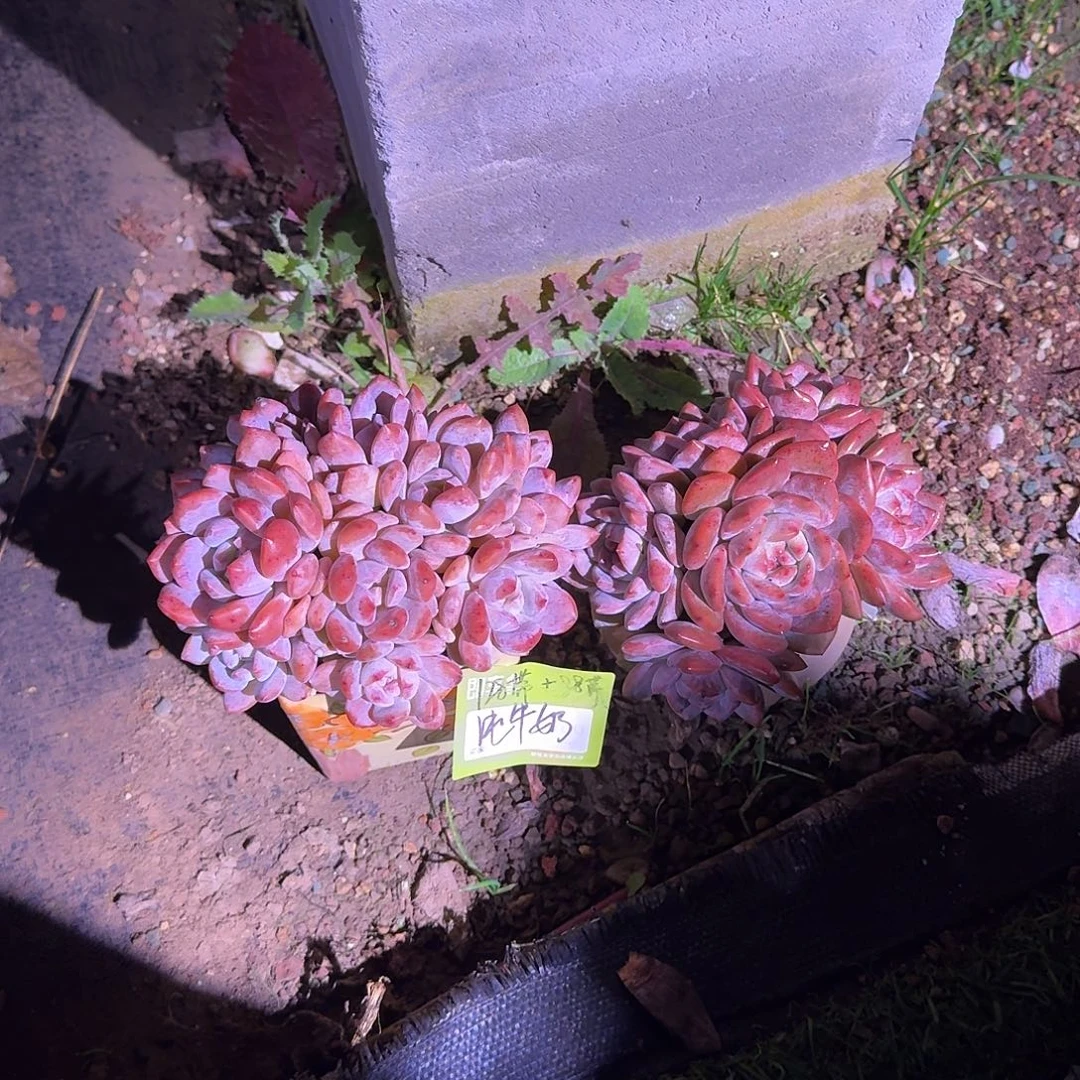 纯***纯橙梦露群生两颗带盆发货