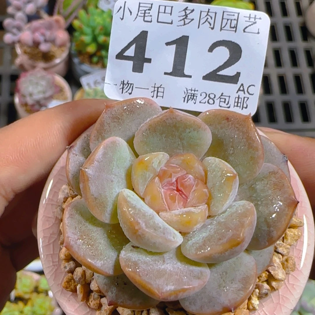 AC小尾巴5CM迷你拇指盆栽精控多肉412