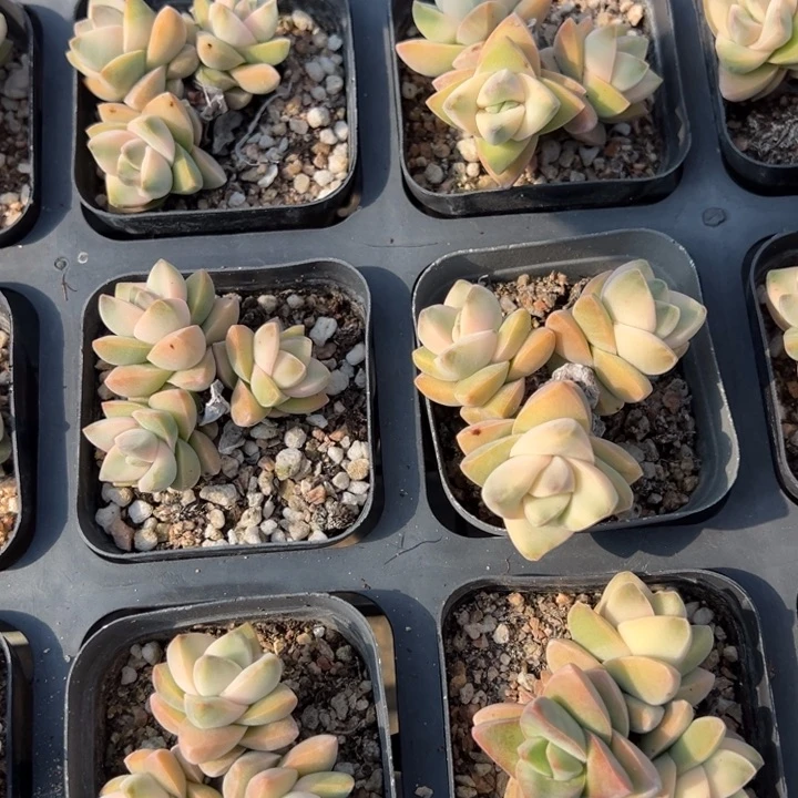 纪之川锦三头群一颗量拍多肉满20包邮初7发