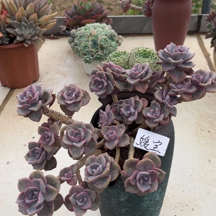 媛*棠颂花卉一物一拍 彩虹糖 暖宝