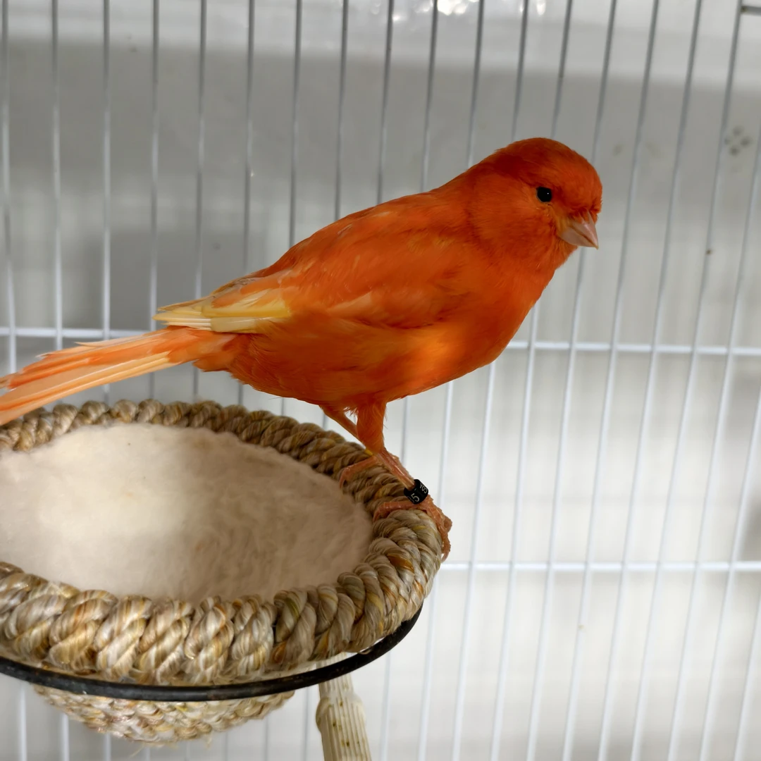 鸟蛋用品细雀串绿色桂皮红色桂皮花色丝塔芙红白马赛克蛋用品