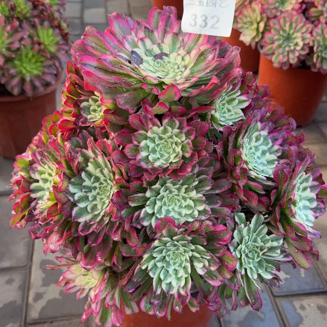 河**姐多肉植物332水墨年华