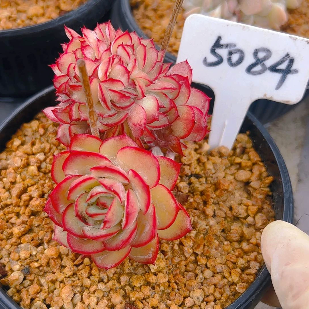 ?*A牡丹亭缀5084号一物一拍