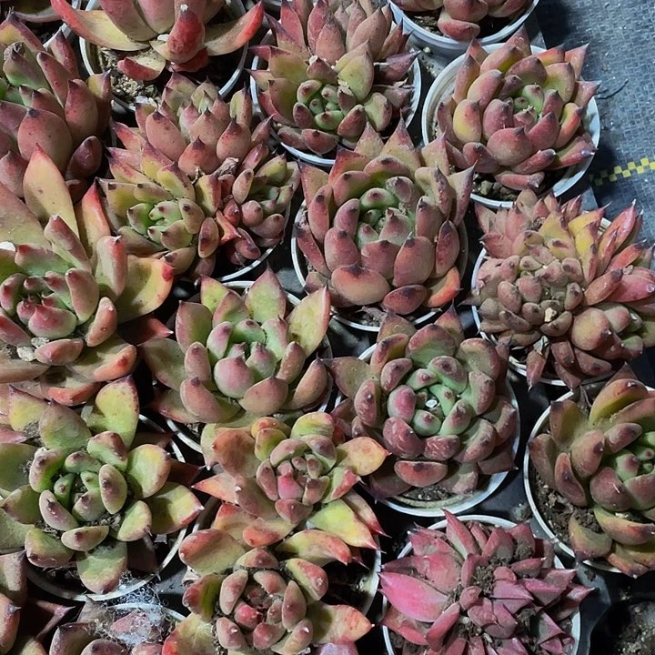 圆盆东云带盆土发1元