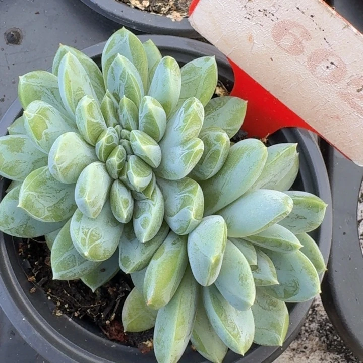 缀化602多肉植物