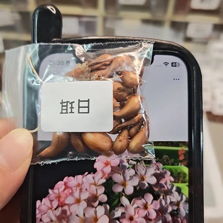 酢浆草早花纤细日珥