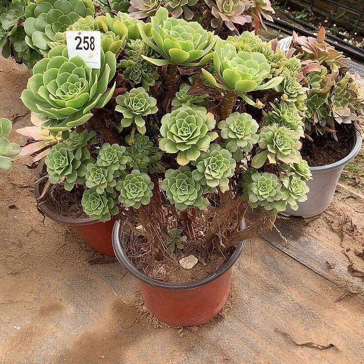 多肉植物绿羊绒缀化258