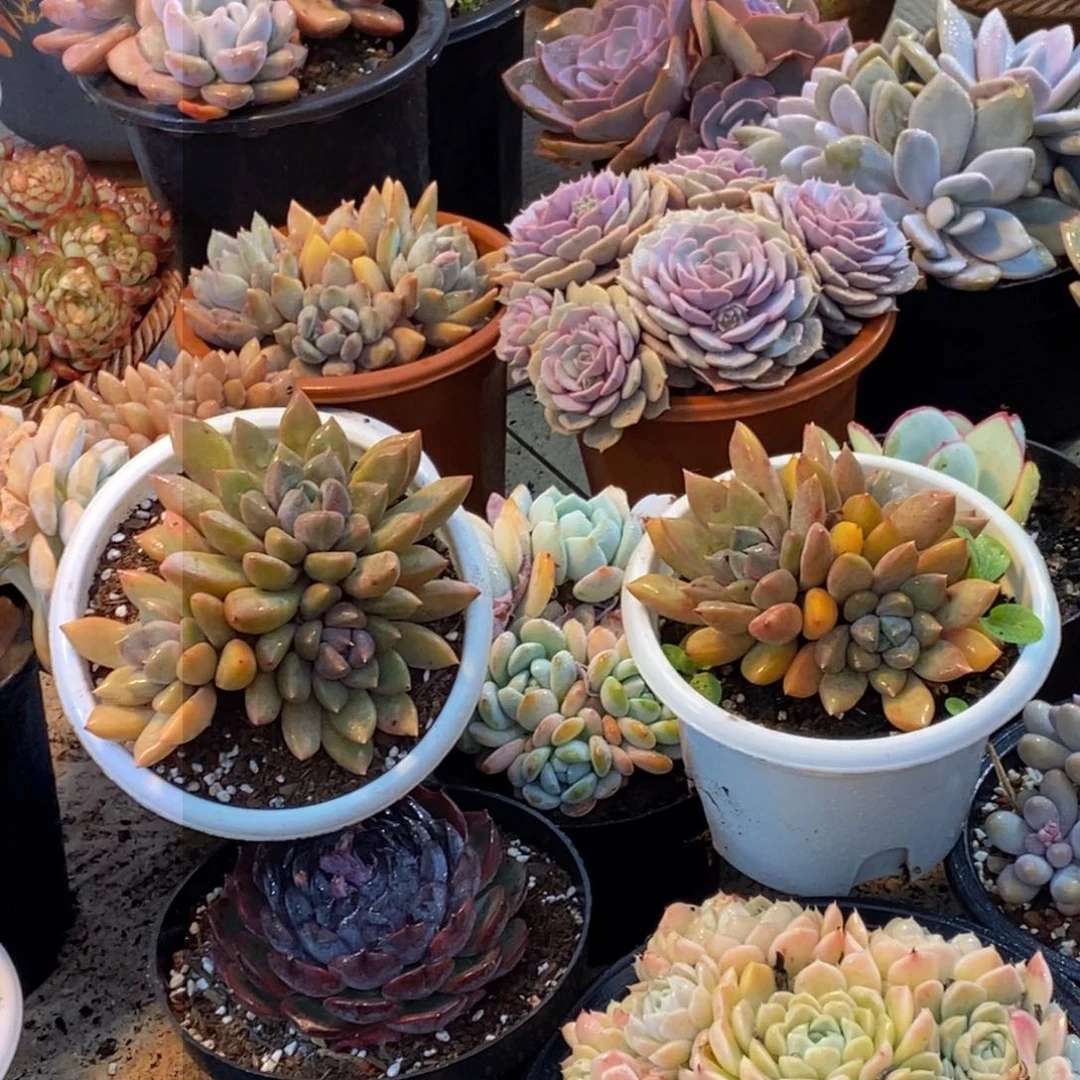 ?****?48包邮一物一拍多肉