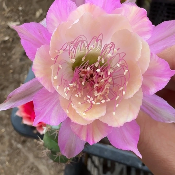 206丽花极光歪3公分左右无根侧牙，20包邮