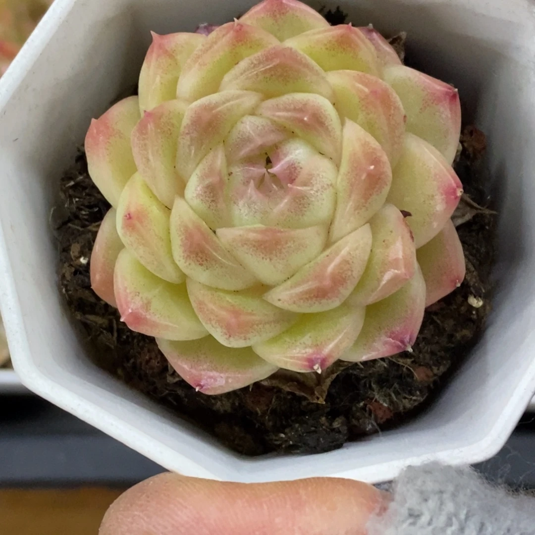 精品多肉一物一拍不包整350