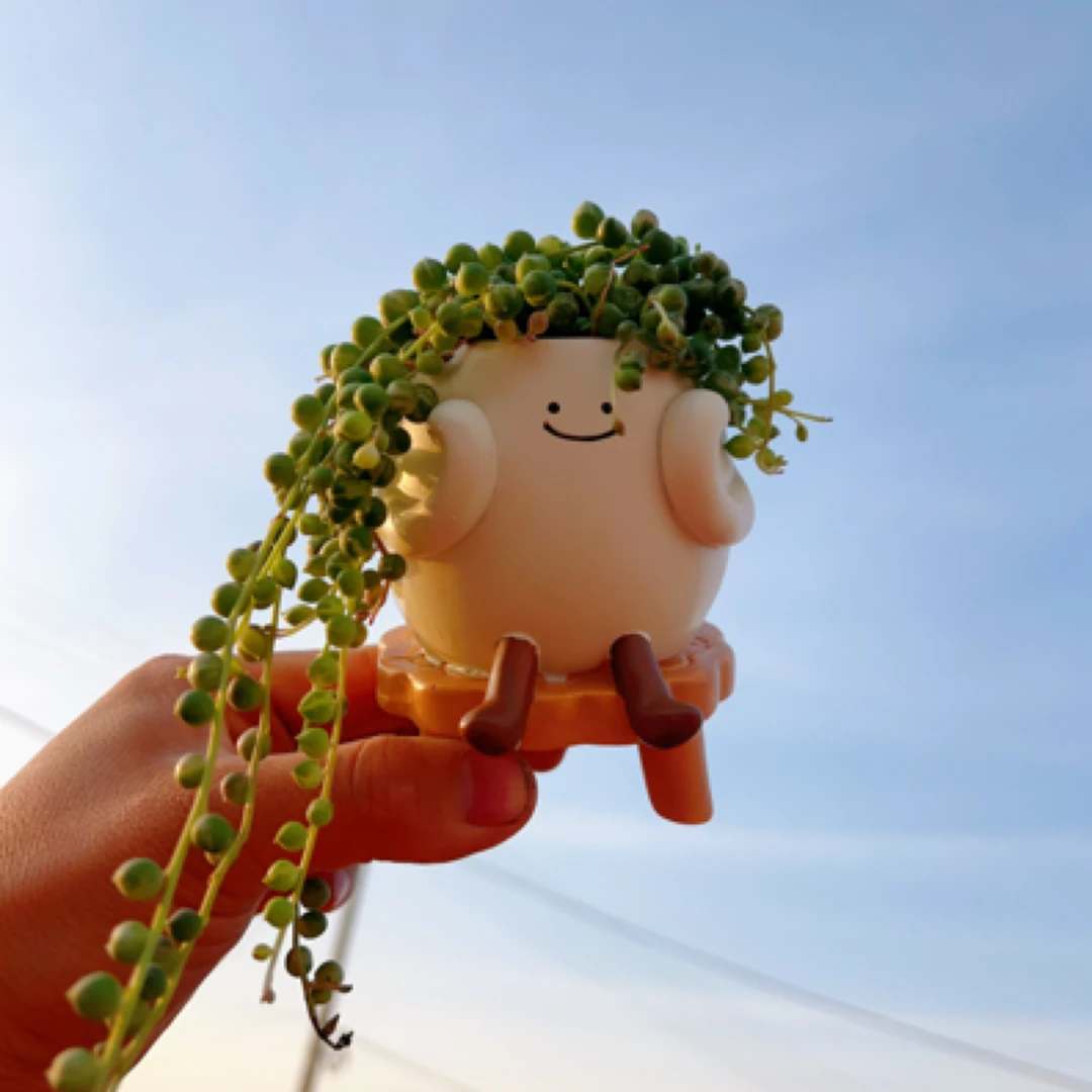 多肉植物一盆，不备注随机发货