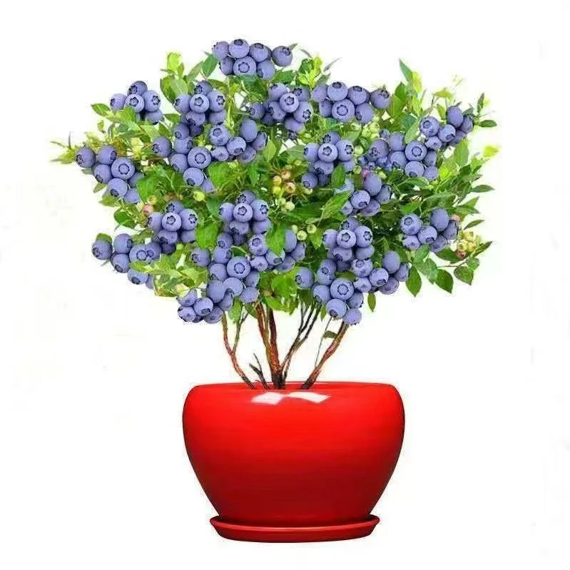 【蓝莓】双丰优瑞卡莱克西绿宝石南北方树苗盆栽地栽四季栽种