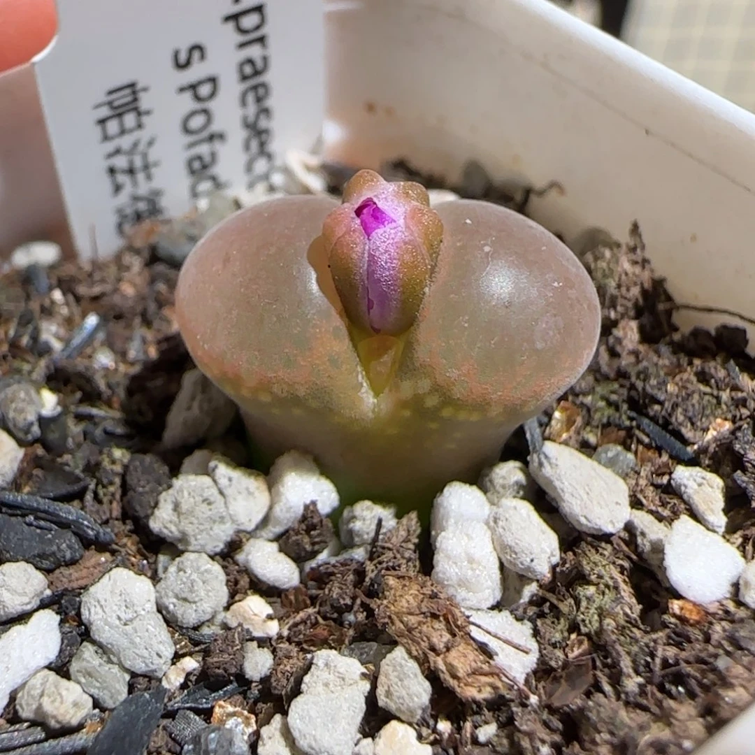 肉锥多肉植物组合-帕法德1558