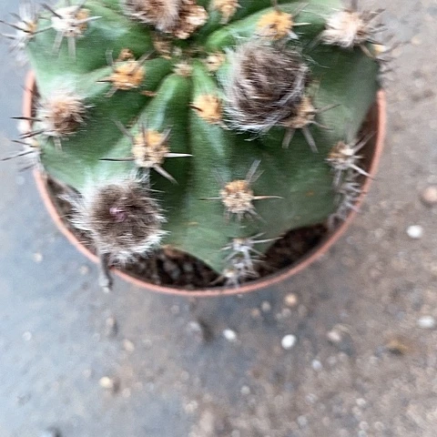 极光仙人球2577889