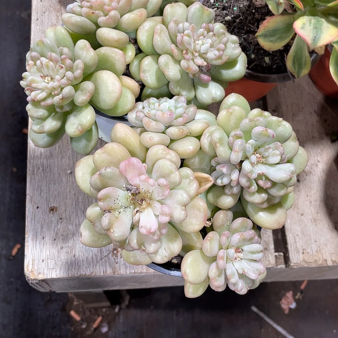 雪****比尔盖茨两盆定向一起