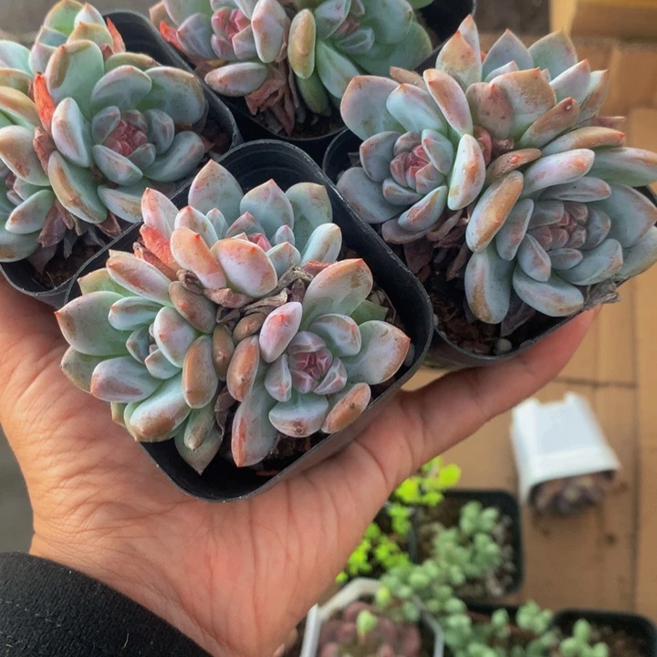 星影群 3颗 （满9.99包邮不满9.99发叶子）