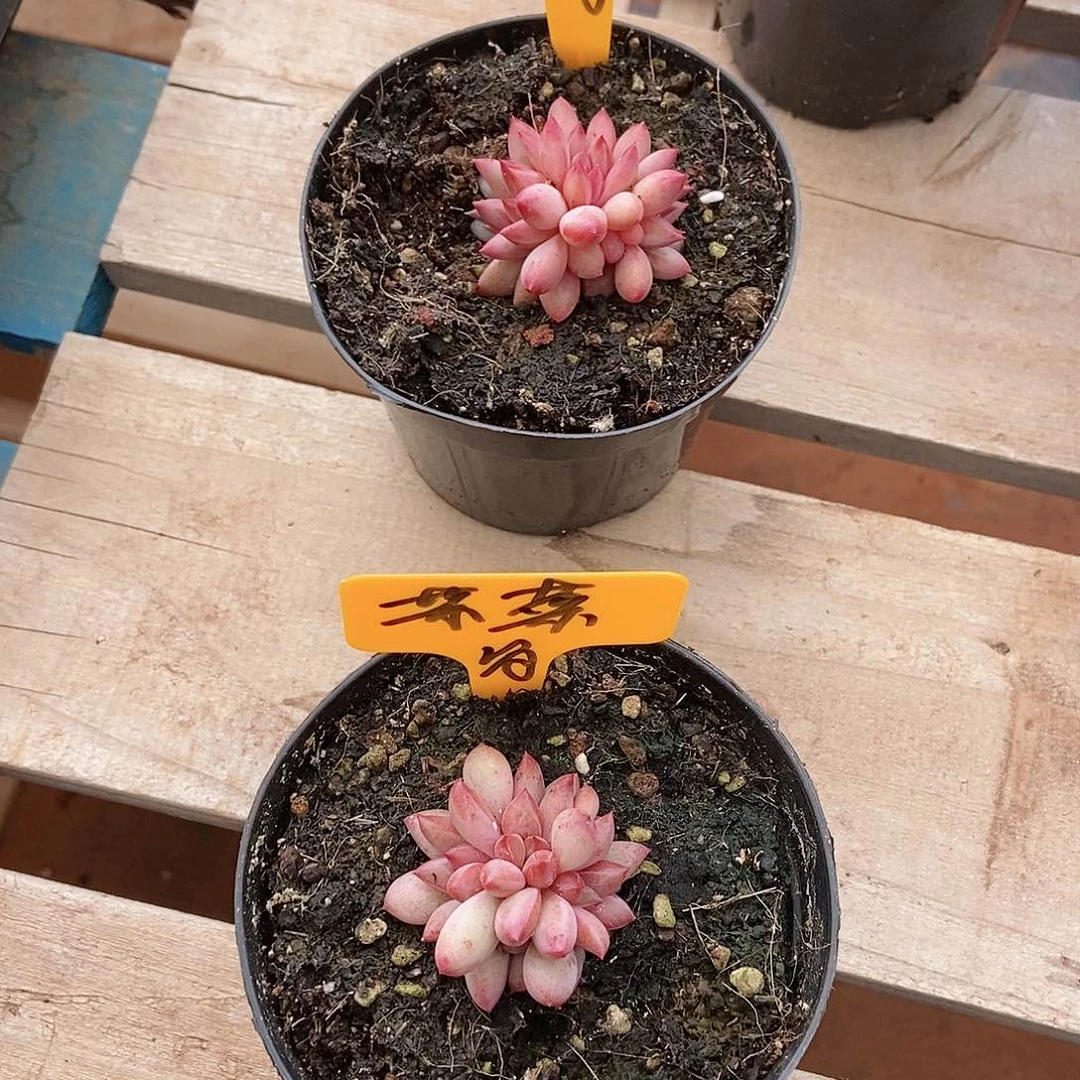 【闪购商品】胖体虞美人