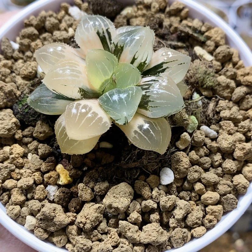 【闪购商品】82糯玉露锦