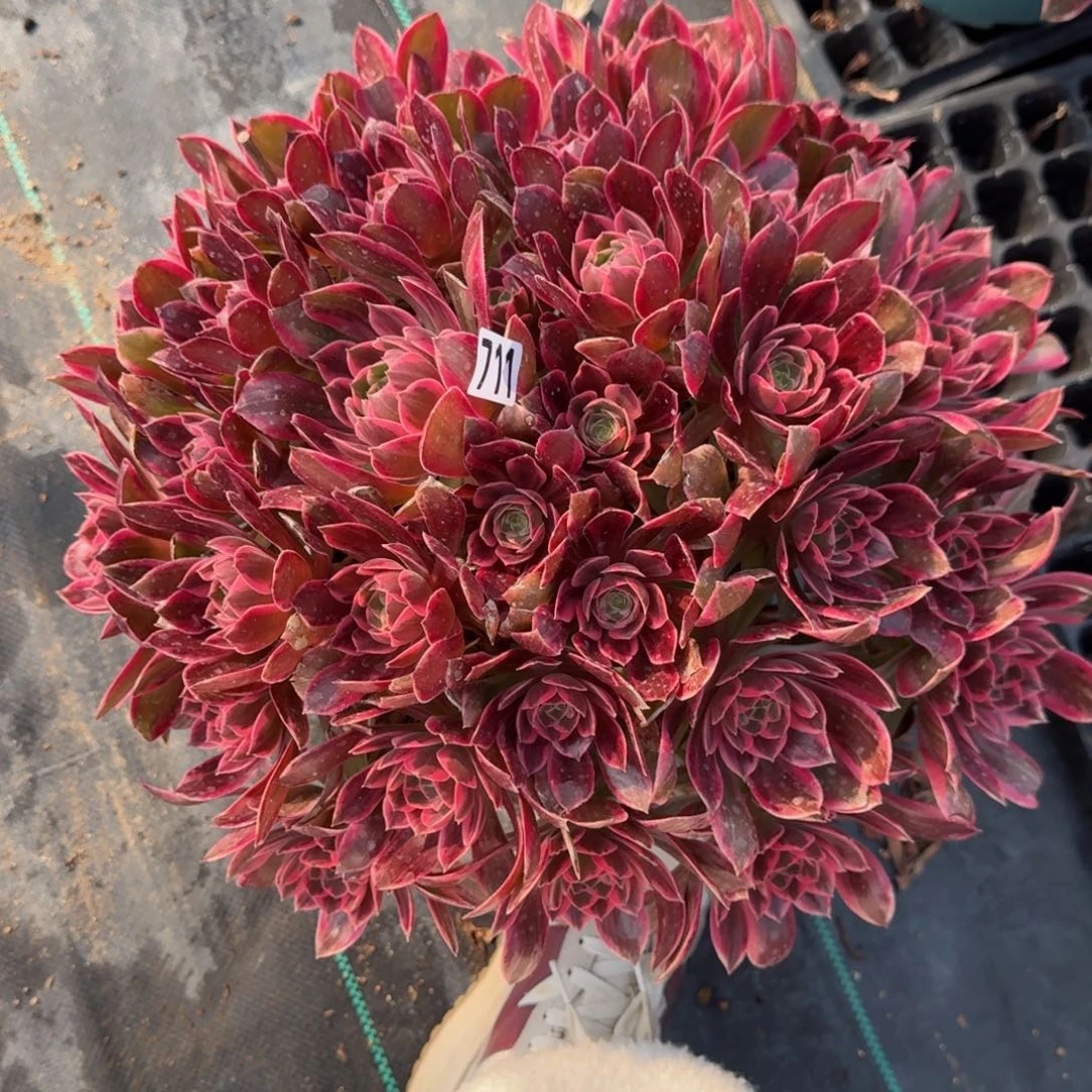 711幻纱多肉植物