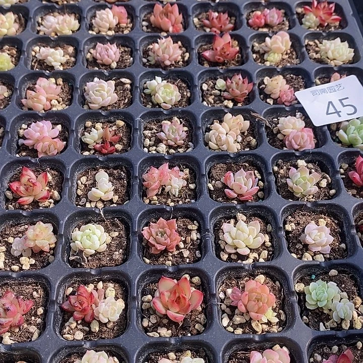 45 多肉植物盆栽花卉