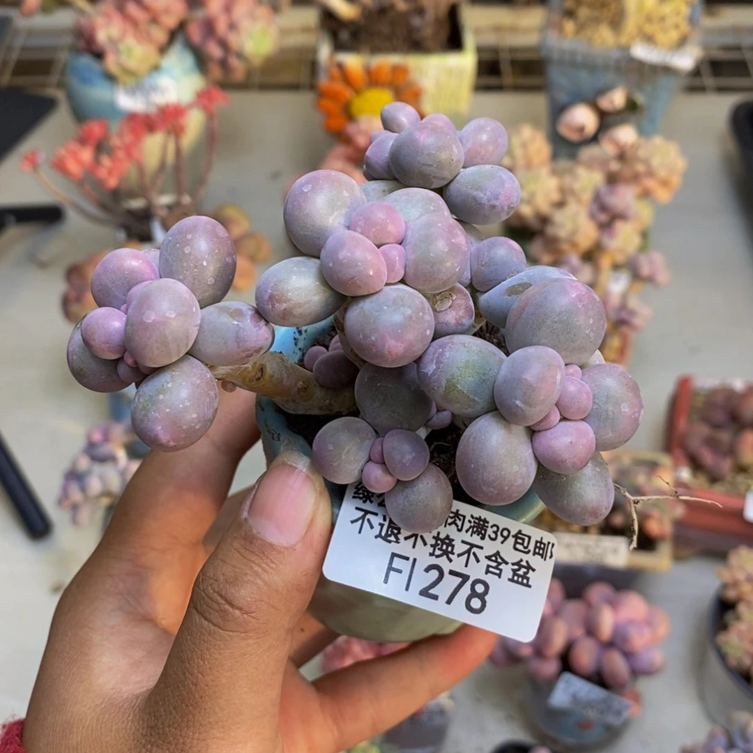 278香水手指奶多肉8c m