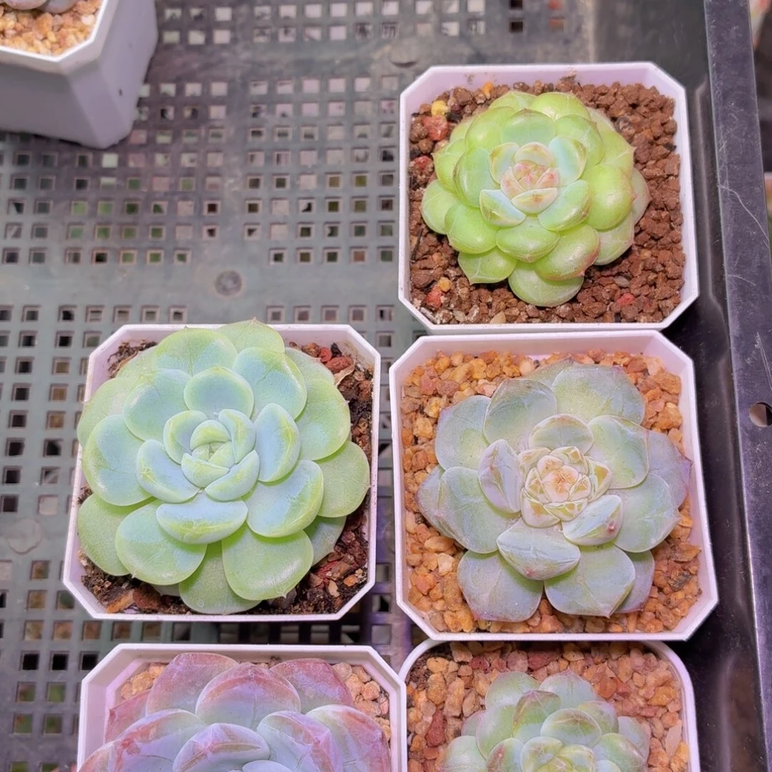 差一颗梦境多肉一组6颗