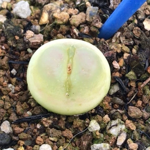 多肉肉锥 1.7Cm 1473.18拉登