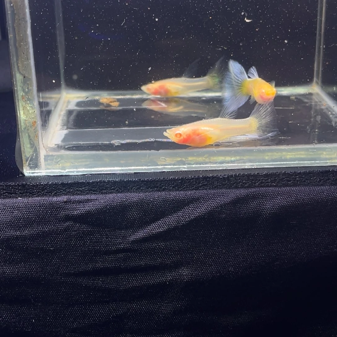 孔雀鱼孔雀鱼孔雀鱼