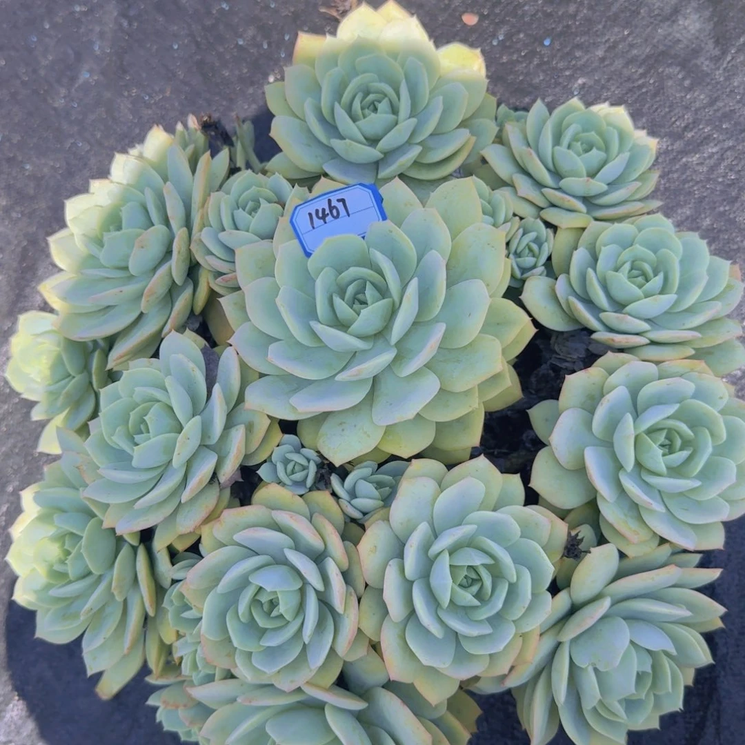 1467恋曲凡艺多肉