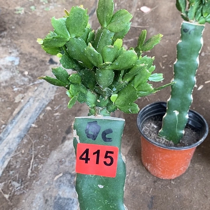 无花朵白重415号新疆不包邮